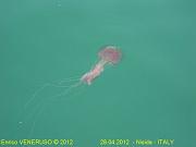 4 - Medusa - Jellyfish